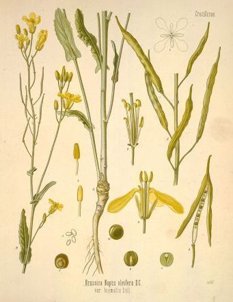 Napus the French Turnip - Brassica napus oleifera - Сурепка (рапс)